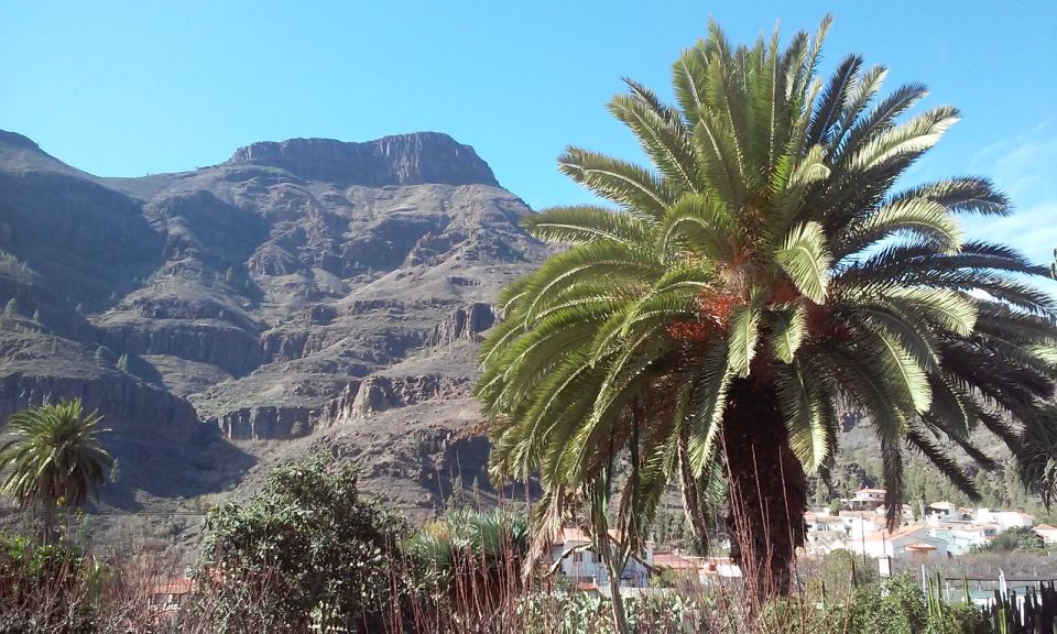 Las Palmas: 8-Hour Gran Canaria Island Highlights Tour - Santa Brígida’s Historic Centre: Small Town Pace With Real Canarian Stories