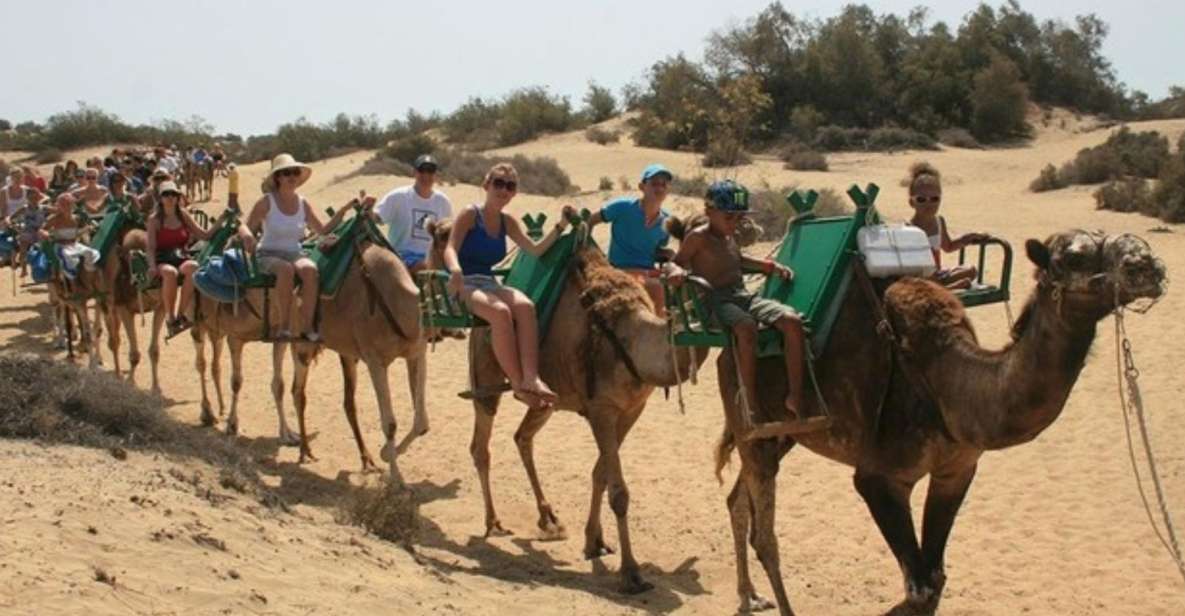 Maspalomas: Guided Camel Ride in the Maspalomas Sand Dunes - Key things worth knowing before you go