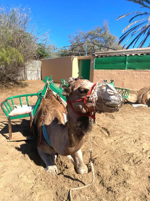 Maspalomas: Guided Camel Ride in the Maspalomas Sand Dunes - A 30-Minute Camel Ride That Actually Fits Your Day