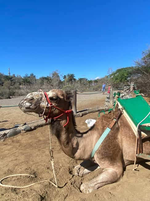 Maspalomas: Guided Camel Ride in the Maspalomas Sand Dunes - The Saharawi Guides: Safety, Camel Calm, and Names You Might Hear