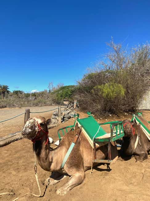 Maspalomas: Guided Camel Ride in the Maspalomas Sand Dunes - Price and Value: Why $21 Makes Sense Here