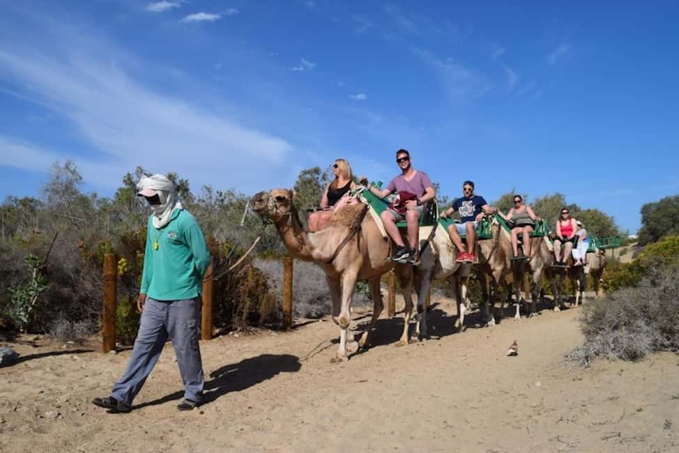 Maspalomas: Guided Camel Ride in the Maspalomas Sand Dunes - Timing and the First-Come Part of the Experience