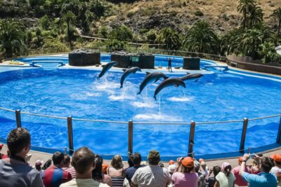 Maspalomas: Palmitos Park Ticket with Dolphin and Bird Shows - Plan Your 1-Day Route: Shows First, Animals Second