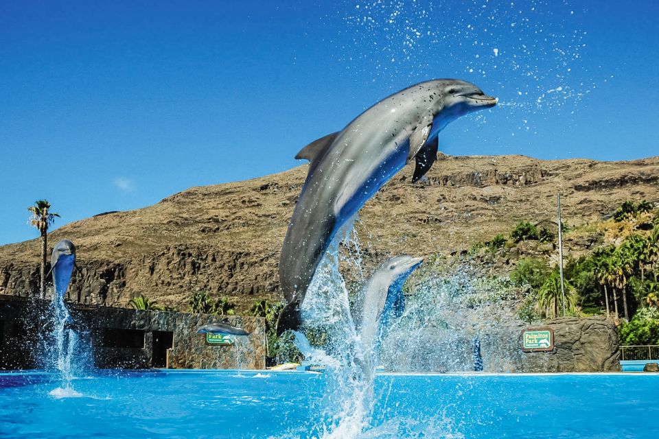 Maspalomas: Palmitos Park Ticket with Dolphin and Bird Shows - Birds of Prey and Exotic Bird Shows: Watch the Flight, Don’t Skip the Timing