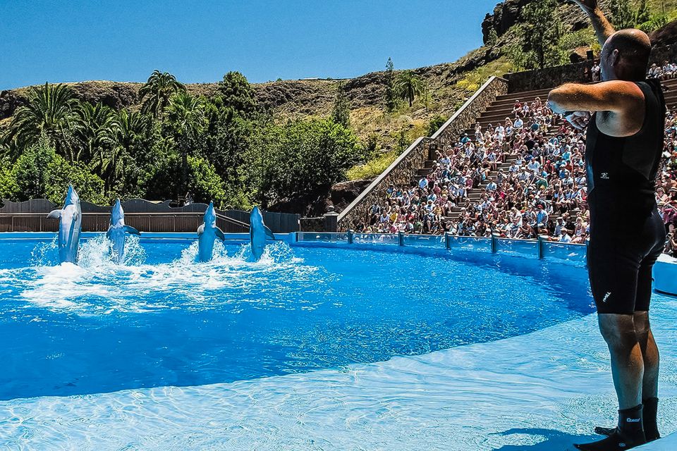 Maspalomas: Palmitos Park Ticket with Dolphin and Bird Shows - Reptile Section: Komodo Dragon and the Caiman Lake Stop