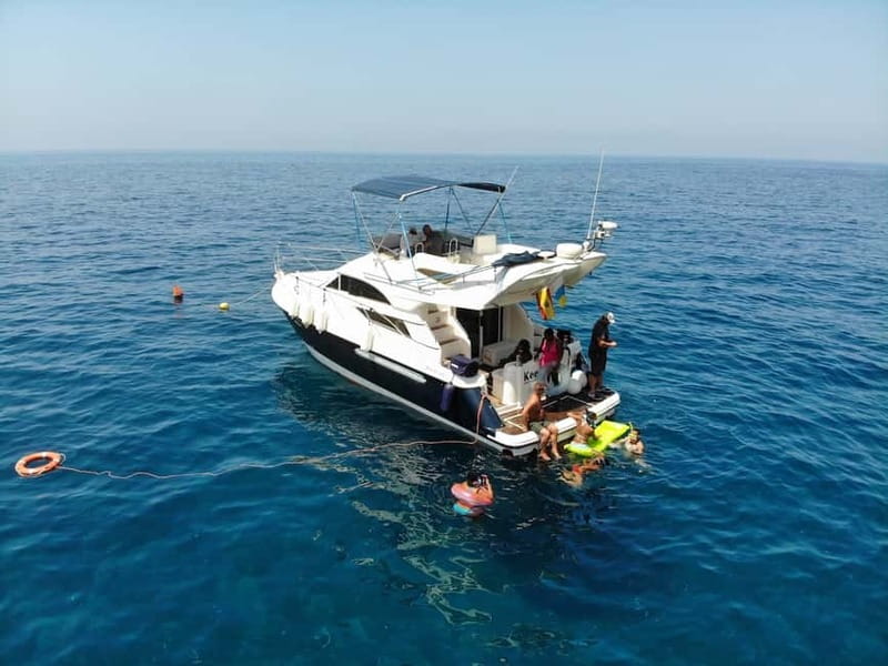 Mogan: Dolphin Watching Boat Trip with Swim Stop - Key highlights to know before you go