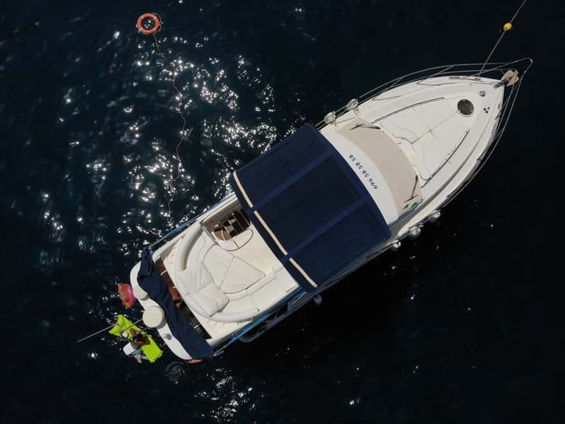 Mogan: Dolphin Watching Boat Trip with Swim Stop - Price and value: how $96 compares in real life