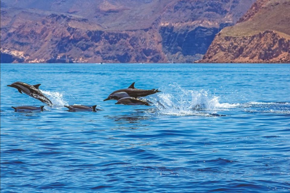 Puerto Rico : 2 hour Dolphin Catamaran Excursion - Should You Book This Dolphin Catamaran Cruise?