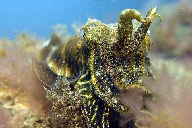 Scuba Diving Experience for Beginners in Gran Canaria - The day’s flow: briefing, shallow skills, then your guided underwater session