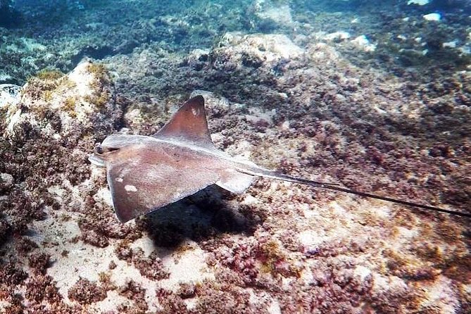 Snorkeling in Gran Canaria with Hotel Pick-up - Morning Schedule: the 8:00 Pickup to Around 12:00 Return