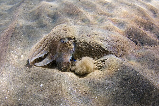 Snorkeling in Gran Canaria with Hotel Pick-up - Underwater highlights: what you’re likely to see