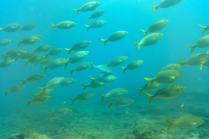 Snorkeling in Gran Canaria with Hotel Pick-up - Group size and who this fits best