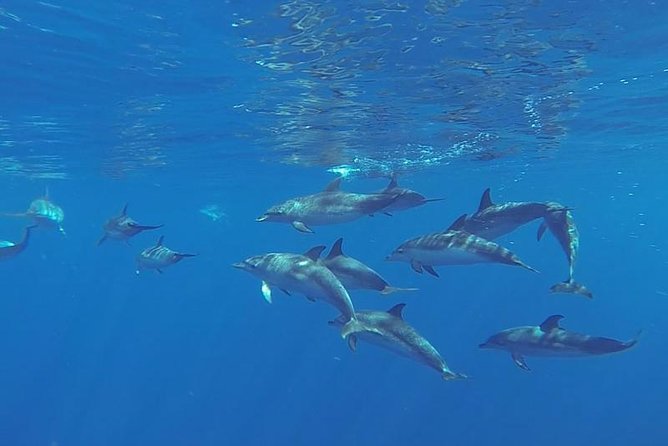 Spirit of the Sea: Cetacean sighting in Gran Canaria - Key points to know before you go
