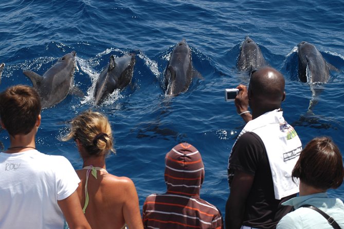 Spirit of the Sea: Cetacean sighting in Gran Canaria - Catamaran + glass-bottom viewing in Puerto Rico