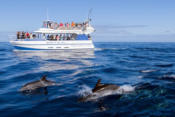 Spirit of the Sea: Cetacean sighting in Gran Canaria - Price and value: is $48.27 a fair deal?