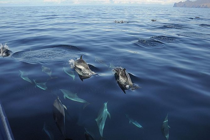 Spirit of the Sea: Cetacean sighting in Gran Canaria - What to bring, and who this trip suits best
