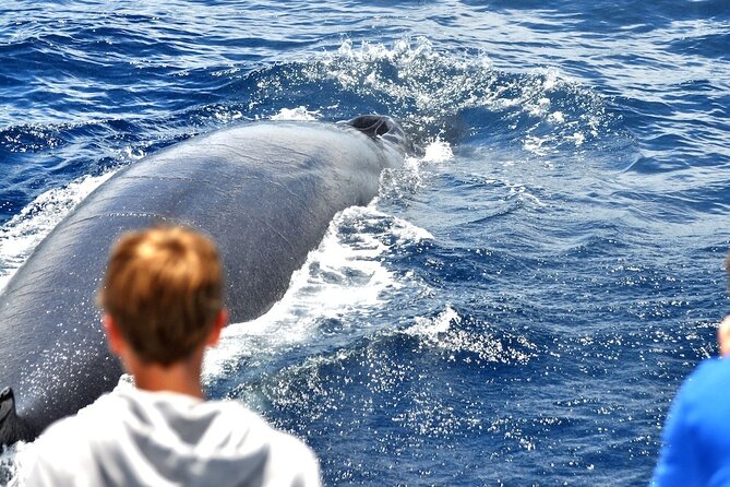 Spirit of the Sea: Cetacean sighting in Gran Canaria - The 2.5-hour flow from Calle Puerto Base